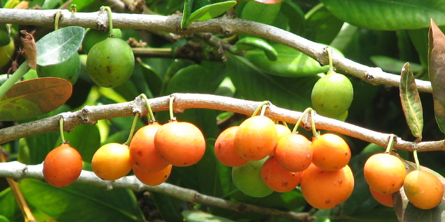 Polynesian Produce Stand Imbe Lowveld Mangosteen Garcinia